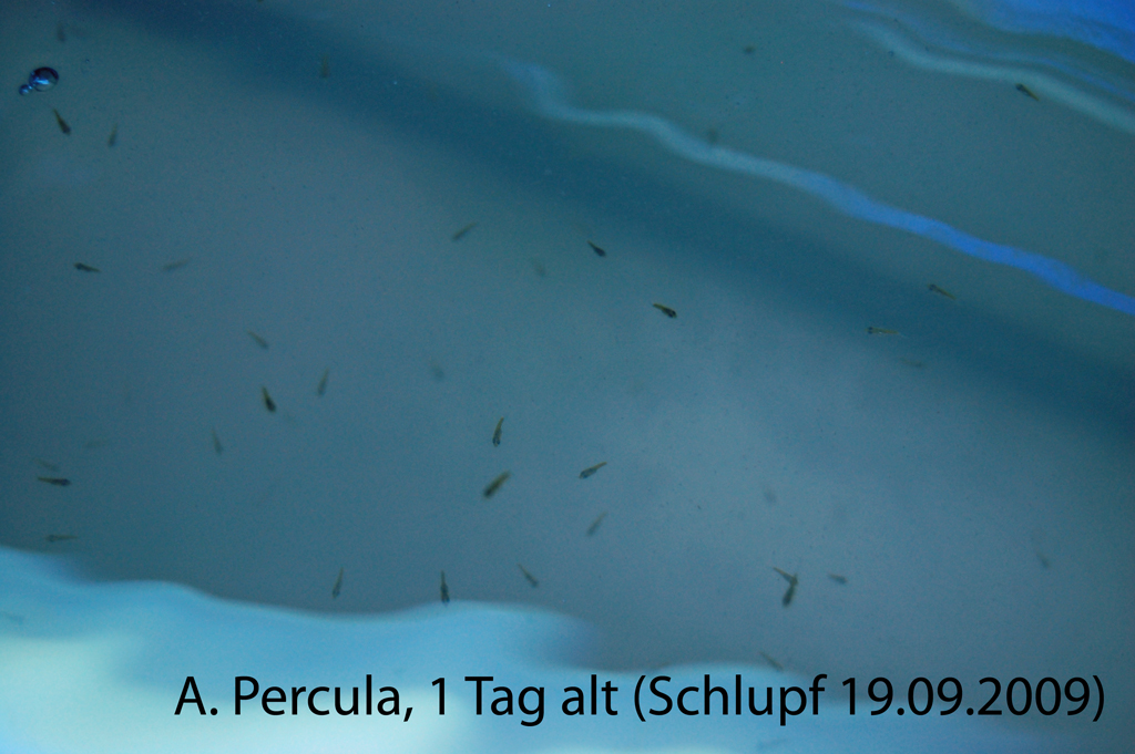 Percula Nachzucht 1. Tag alt